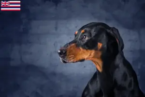 Read more about the article Erdélyi Kopó breeders and puppies in Hawaii