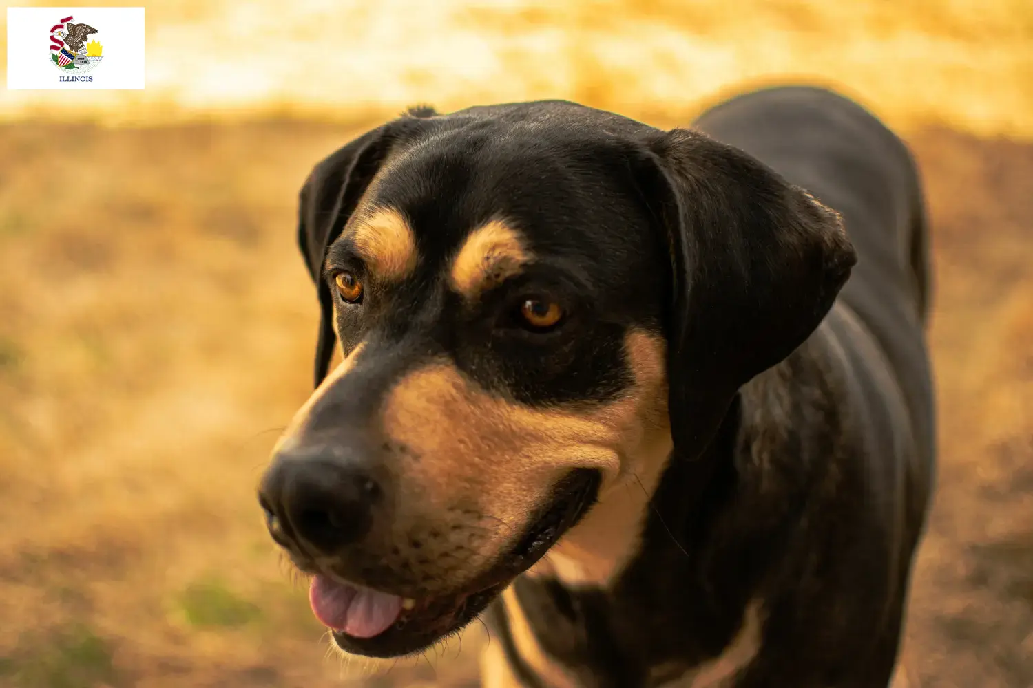 Erdélyi Kopó puppies and breeders Illinois Here you can find Erdélyi Kopós breeders in Illinois.