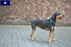 Read more about the article Erdélyi Kopó breeders and puppies in Kentucky