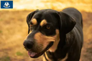 Read more about the article Erdélyi Kopó breeders and puppies in Louisiana