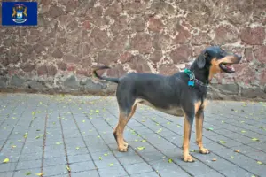 Read more about the article Erdélyi Kopó breeders and puppies in Michigan
