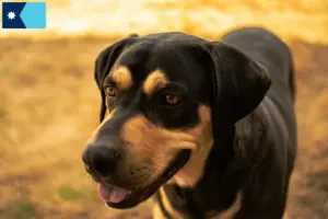Read more about the article Erdélyi Kopó breeders and puppies in Minnesota