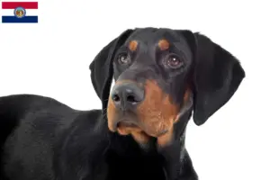 Read more about the article Erdélyi Kopó breeders and puppies in Missouri