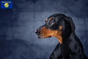Read more about the article Erdélyi Kopó breeders and puppies in Montana