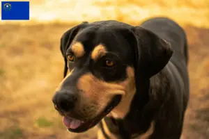 Read more about the article Erdélyi Kopó breeders and puppies in Nevada