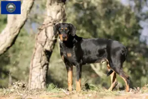 Read more about the article Erdélyi Kopó breeder and puppies in New Hampshire