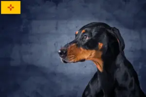 Read more about the article Erdélyi Kopó breeders and puppies in New Mexico