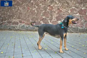 Read more about the article Erdélyi Kopó breeder and puppies in New York