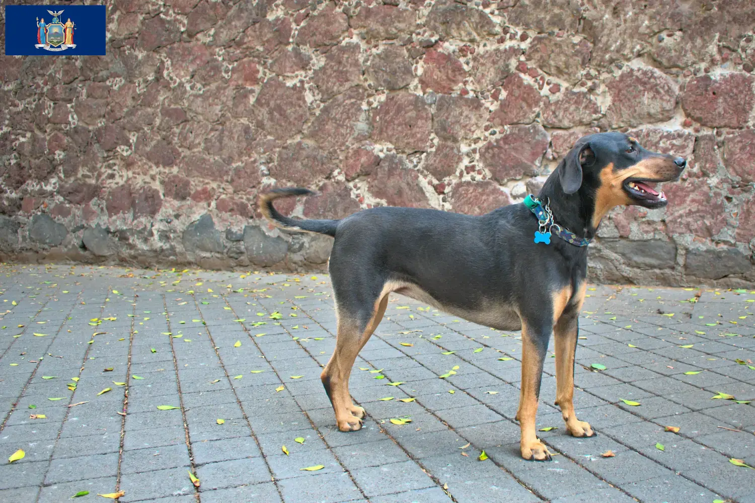 Erdélyi Kopó puppies and breeder New York Here you can find Erdélyi Kopós breeders in New York.