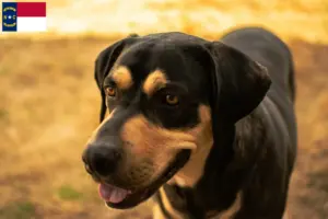 Read more about the article Erdélyi Kopó breeders and puppies in North Carolina