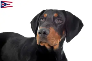 Read more about the article Erdélyi Kopó breeders and puppies in Ohio