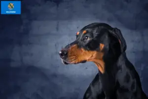 Read more about the article Erdélyi Kopó breeders and puppies in Oklahoma