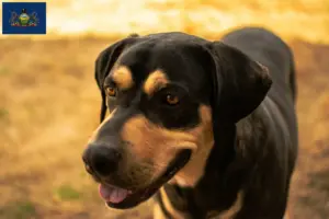 Read more about the article Erdélyi Kopó breeders and puppies in Pennsylvania