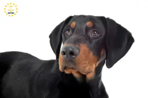 Read more about the article Erdélyi Kopó breeders and puppies in Rhode Island