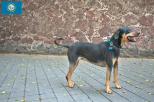 Read more about the article Erdélyi Kopó breeders and puppies in South Dakota