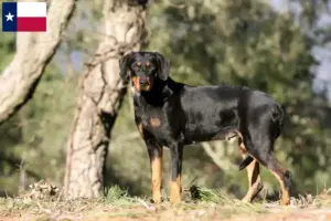 Read more about the article Erdélyi Kopó breeders and puppies in Texas