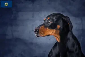 Read more about the article Erdélyi Kopó breeders and puppies in Vermont
