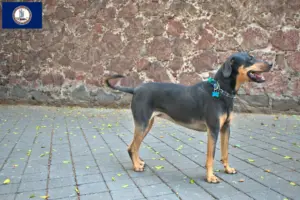 Read more about the article Erdélyi Kopó breeders and puppies in Virginia
