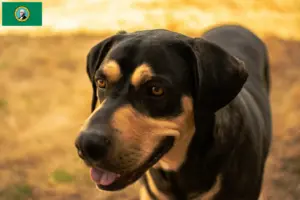 Read more about the article Erdélyi Kopó breeders and puppies in Washington