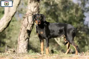 Read more about the article Erdélyi Kopó breeders and puppies in West Virginia