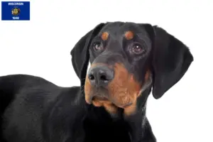 Read more about the article Erdélyi Kopó breeders and puppies in Wisconsin