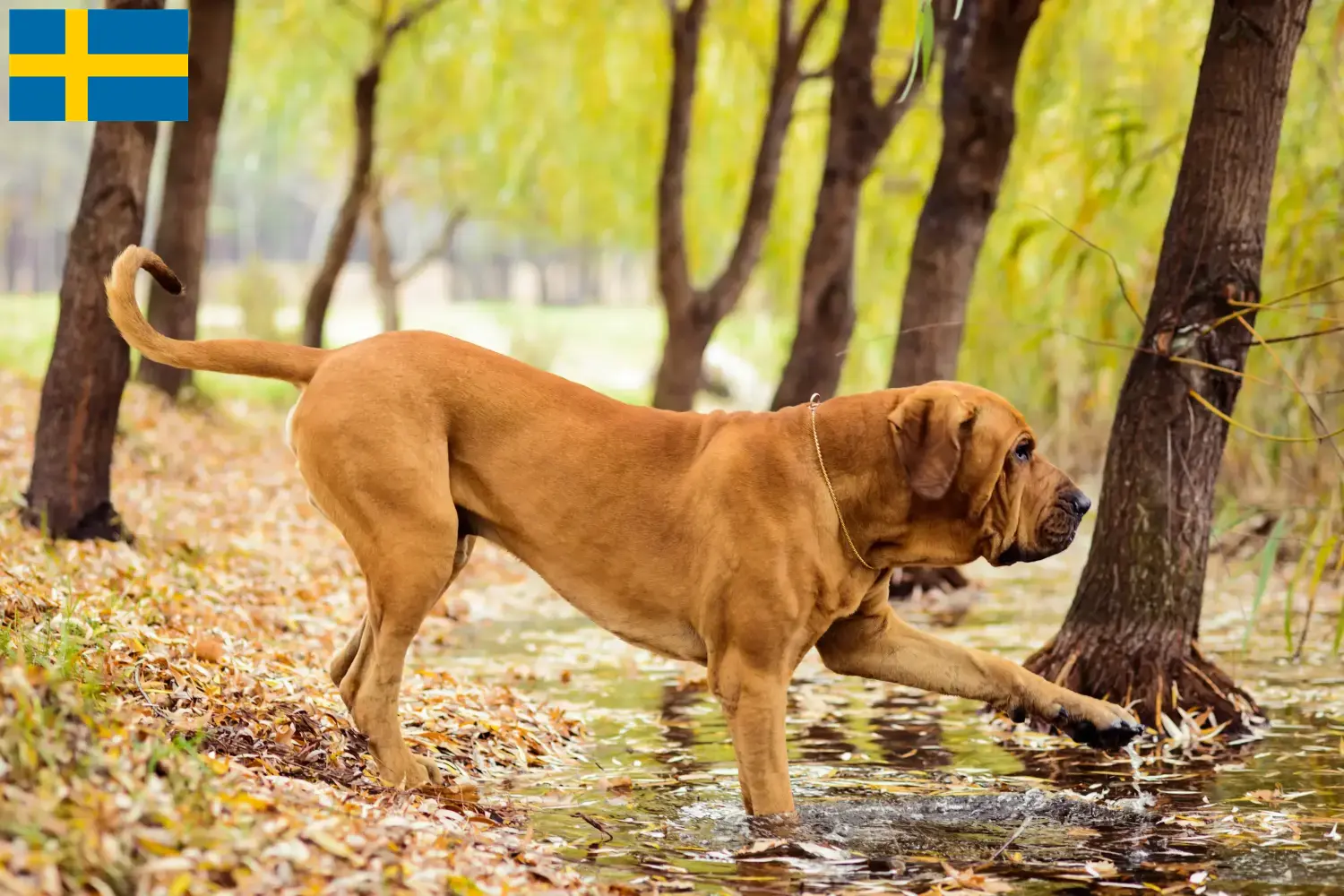 Read more about the article Fila Brasileiro breeders and puppies in Sweden