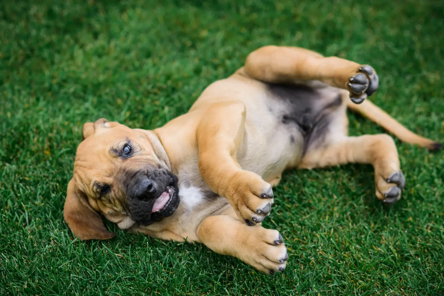 Buying a Fila Brasileiro puppy means taking responsibility! Buy Fila Brasileiro puppies.