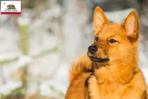 Read more about the article Finnspitz breeders and puppies in California