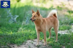 Read more about the article Finnspitz breeders and puppies in Connecticut