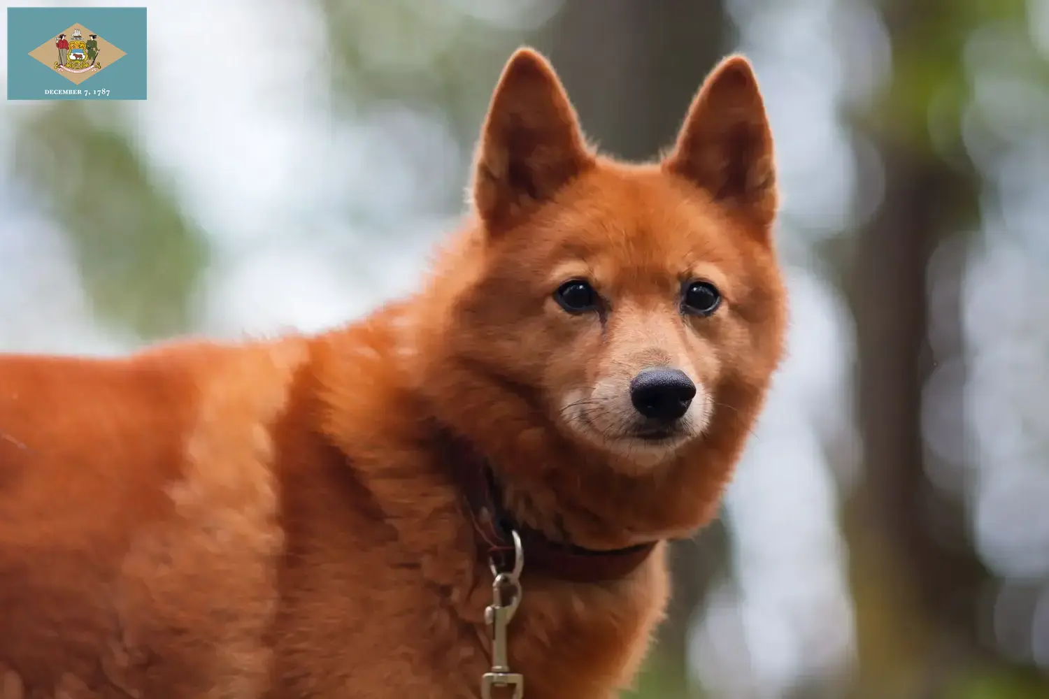Finnspitz puppies and breeder Delaware Find Finspitz breeders in Delaware here.