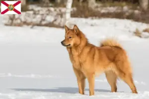 Read more about the article Finspitz breeders and puppies in Florida