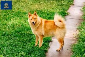 Read more about the article Finnspitz breeders and puppies in Idaho
