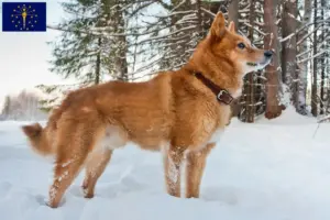 Read more about the article Finnspitz breeders and puppies in Indiana