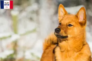 Read more about the article Finnspitz breeders and puppies in Iowa