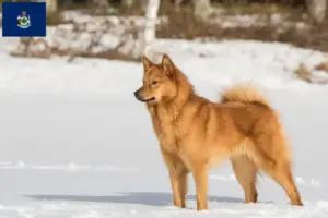 Read more about the article Finnspitz breeders and puppies in Maine