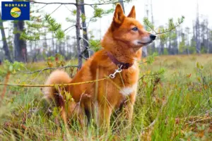 Read more about the article Finnspitz breeders and puppies in Montana