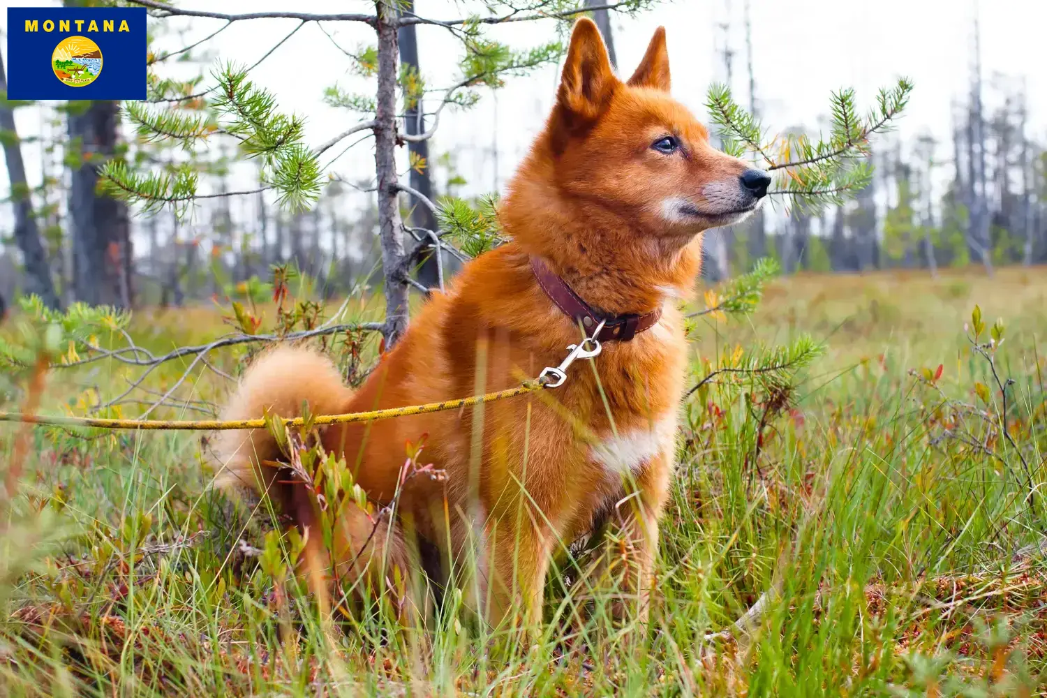 Finnspitz puppies and breeder Montana Find Finspitz breeders in Montana here.