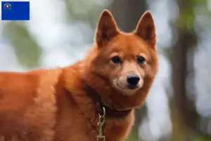 Read more about the article Finnspitz breeders and puppies in Nevada