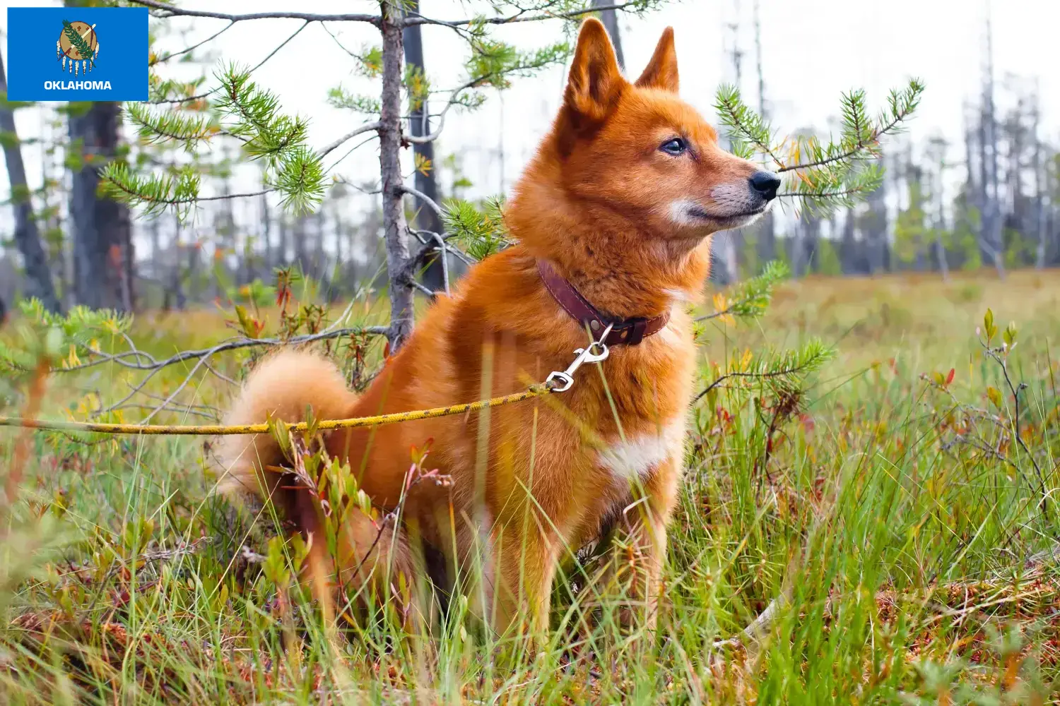 Finnspitz puppies and breeder Oklahoma Here you can find Finspitz breeders in Oklahoma.