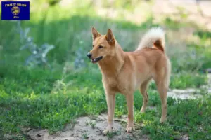 Read more about the article Finnspitz breeders and puppies in Oregon