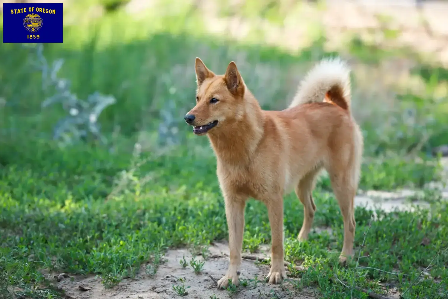 Finnspitz puppies and breeder Oregon Here you can find fin tip breeders in Oregon.