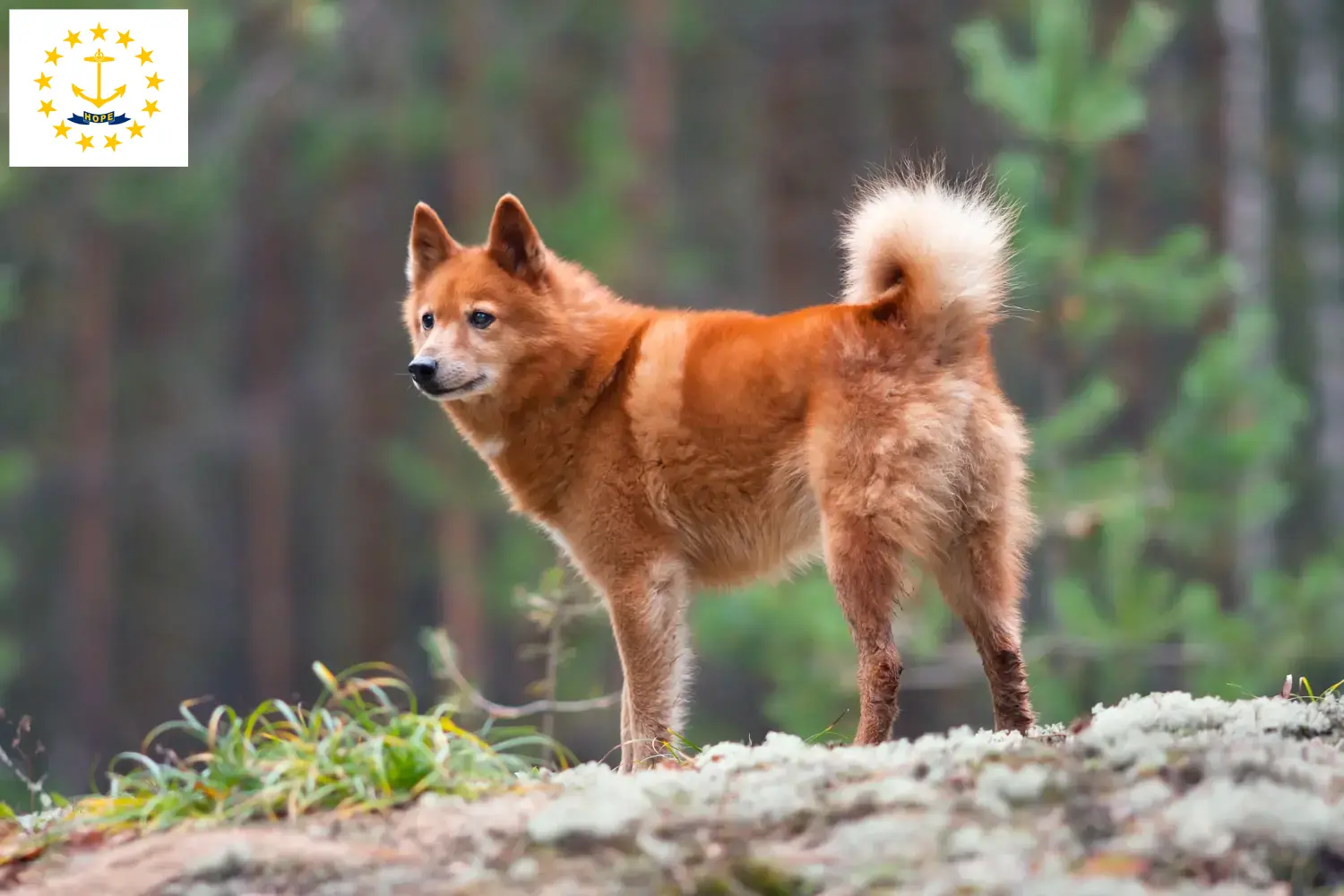 Finnspitz puppies and breeders Rhode Island Here you can find Finspitz breeders in Rhode Island.