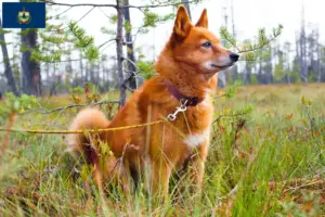 Read more about the article Finnspitz breeders and puppies in Vermont