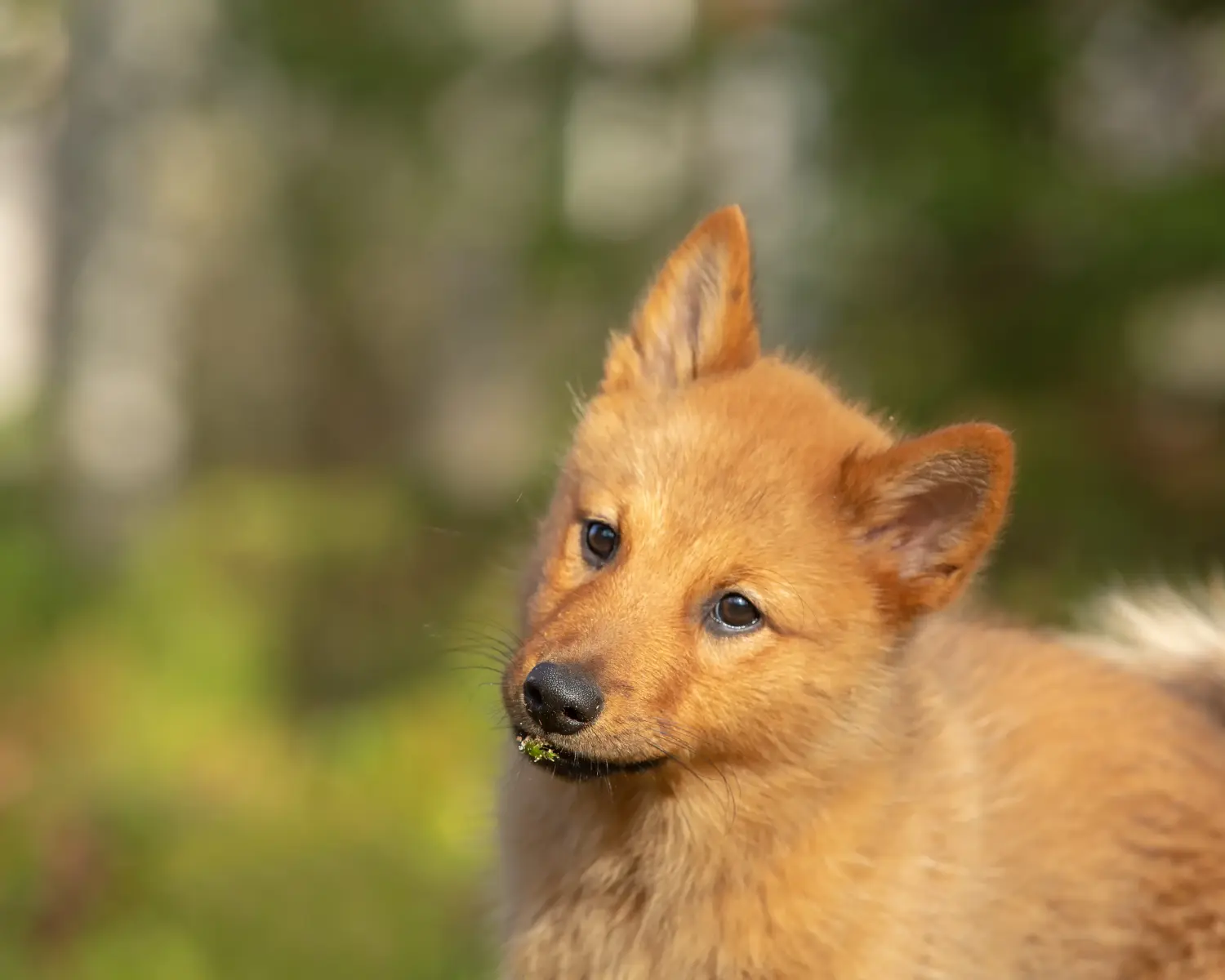 Buying a Finnspitz puppy means taking responsibility! Buy Finnspitz puppies.