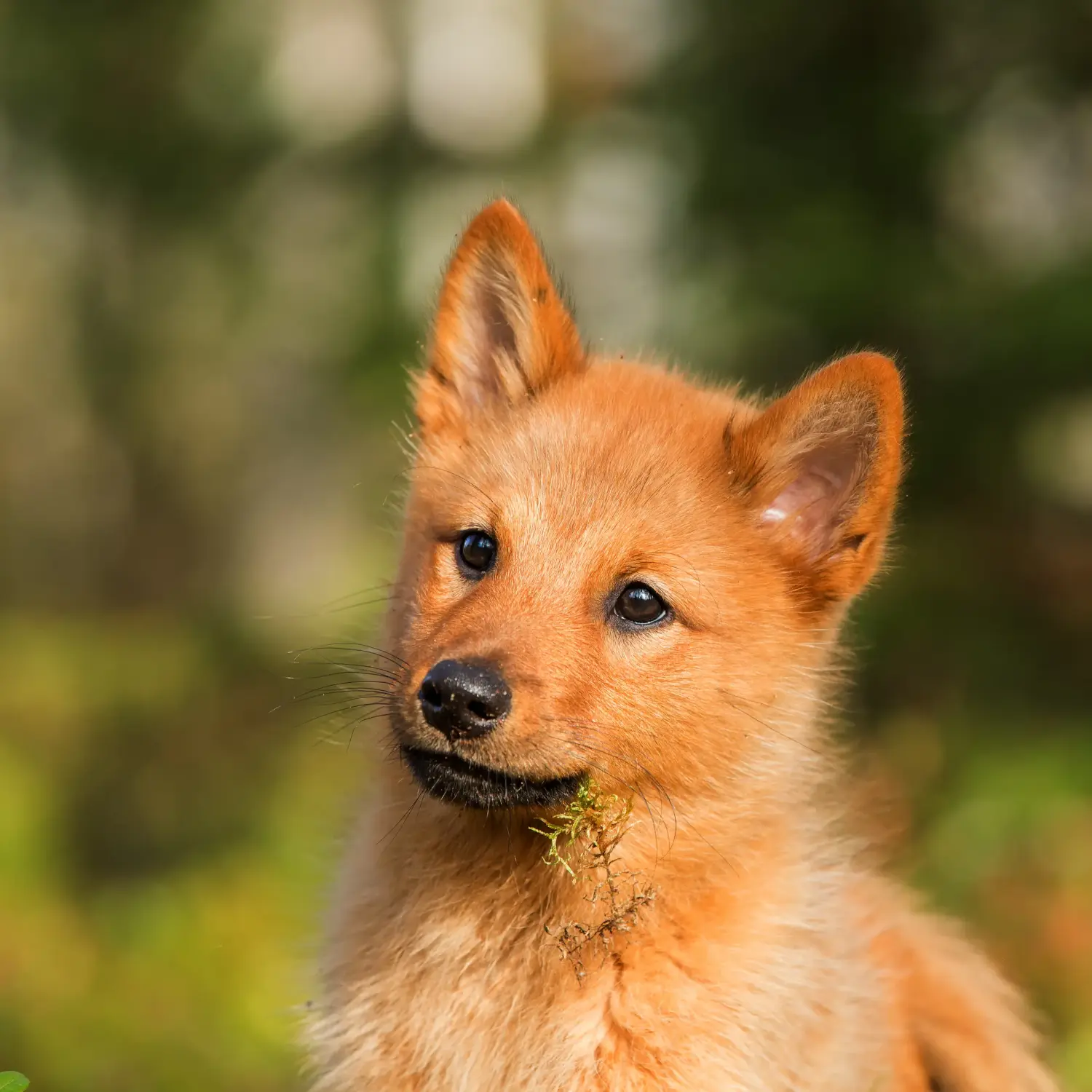 Buying a Finnspitz puppy means taking responsibility! Buy Finnspitz puppies.