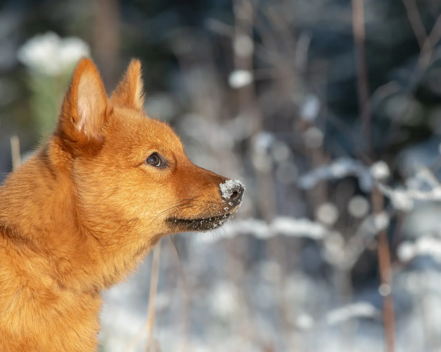 Buying a Finnspitz puppy means taking responsibility! Buy Finnspitz puppies.