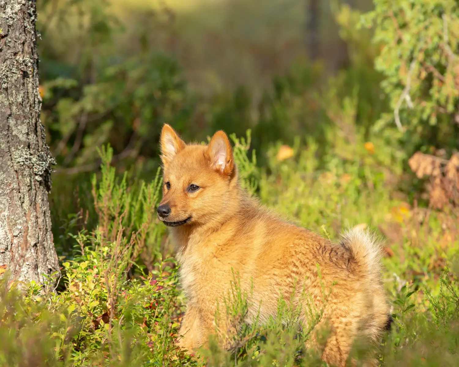 Buying a Finnspitz puppy means taking responsibility! Buy Finnspitz puppies.