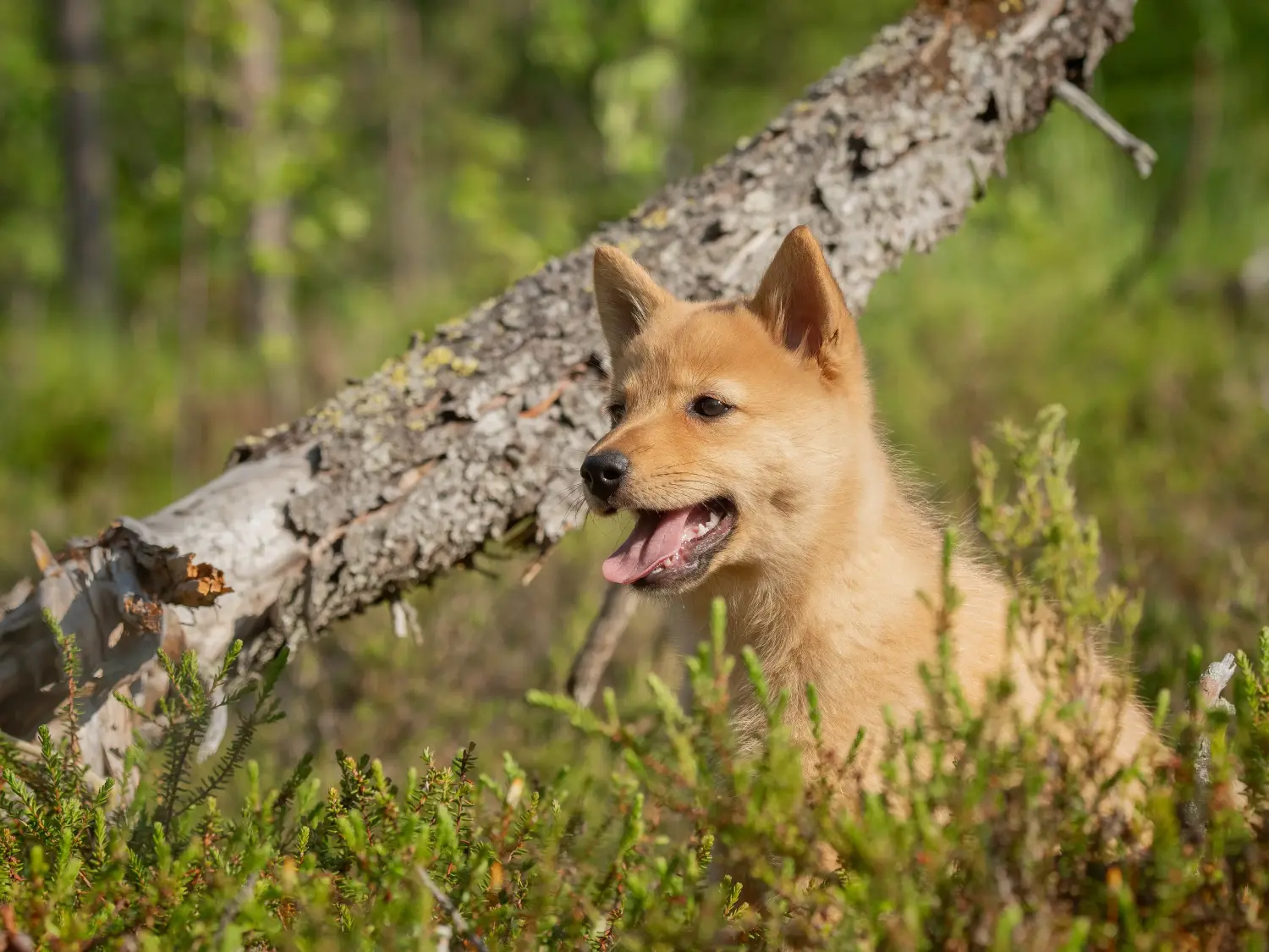 Buying a Finnspitz puppy means taking responsibility! Buy Finnspitz puppies.
