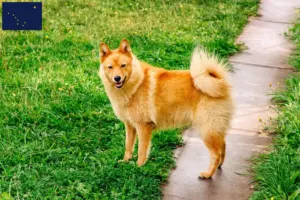 Read more about the article Finnspitz breeders and puppies in Alaska