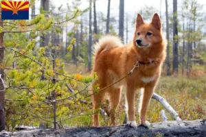 Read more about the article Finspitz breeders and puppies in Arizona